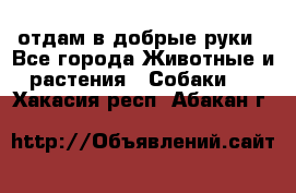 отдам в добрые руки - Все города Животные и растения » Собаки   . Хакасия респ.,Абакан г.